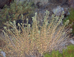 Brickellia microphylla microphylla