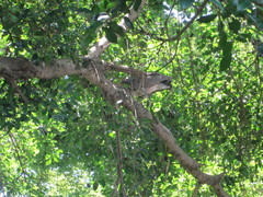 Gorsachius melanolophus