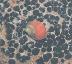 Littorina saxatilis