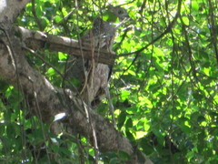 Gorsachius melanolophus