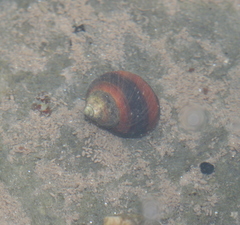 Littorina saxatilis
