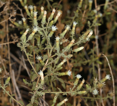 Brickellia microphylla microphylla