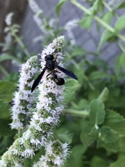 Zethus spinipes spinipes