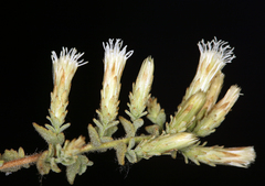 Brickellia microphylla microphylla