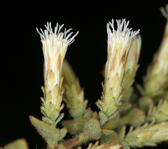Brickellia microphylla microphylla