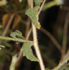 Brickellia microphylla microphylla