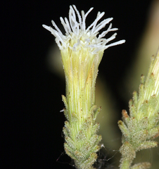Brickellia microphylla microphylla