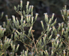 Brickellia microphylla microphylla