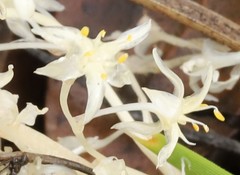 Lomandra effusa