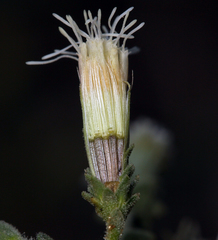 Brickellia microphylla microphylla