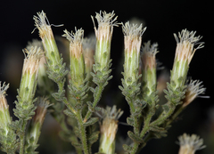 Brickellia microphylla microphylla