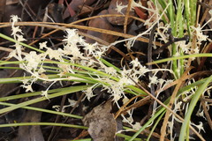 Lomandra effusa