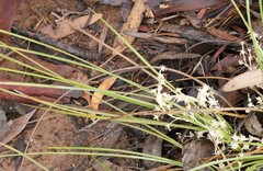 Lomandra effusa