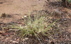Lomandra effusa