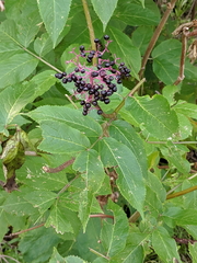 Sambucus racemosa melanocarpa