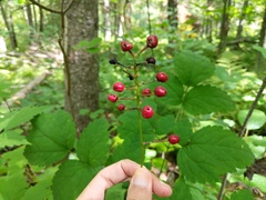 Actaea × ludovicii