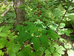 Actaea × ludovicii