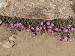 Epilobium obcordatum