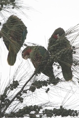 Amazona leucocephala