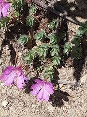 Epilobium obcordatum
