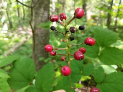 Actaea × ludovicii