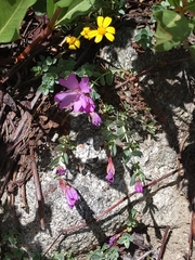 Epilobium obcordatum