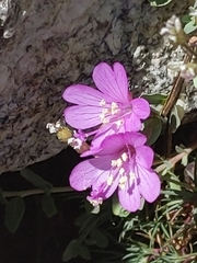 Epilobium obcordatum