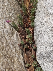 Epilobium obcordatum