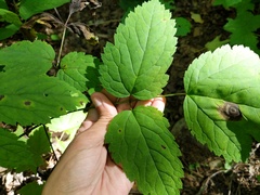 Actaea × ludovicii