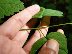 Actaea × ludovicii