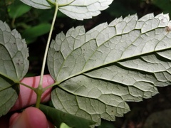 Actaea × ludovicii