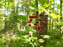 Actaea × ludovicii