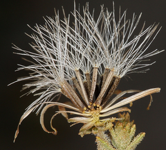 Brickellia microphylla microphylla