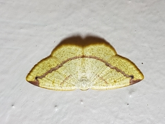 Microxydia ruficomma