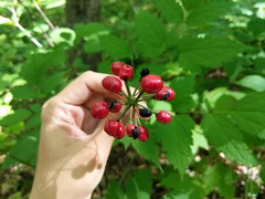 Actaea × ludovicii
