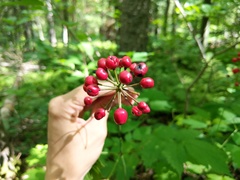 Actaea × ludovicii
