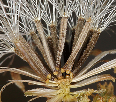 Brickellia microphylla microphylla