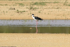 Himantopus mexicanus