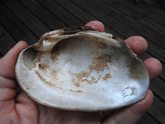 Ortmanniana ligamentina