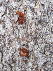 Cronartium ribicola