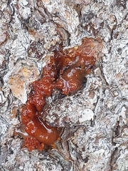 Cronartium ribicola
