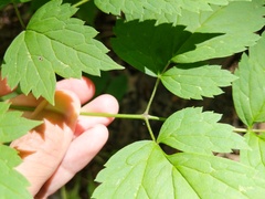 Actaea × ludovicii