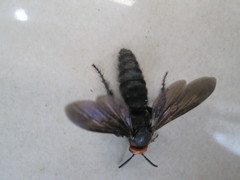 Scolia clypeata
