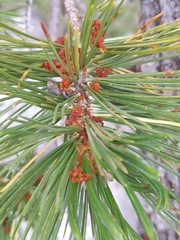 Cronartium ribicola