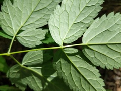 Actaea × ludovicii
