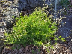 Spergula