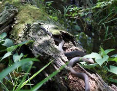 Coluber constrictor latrunculus
