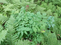 Actaea × ludovicii