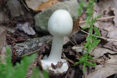 Amanita aestivalis