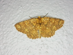 Isochromodes polvoreata